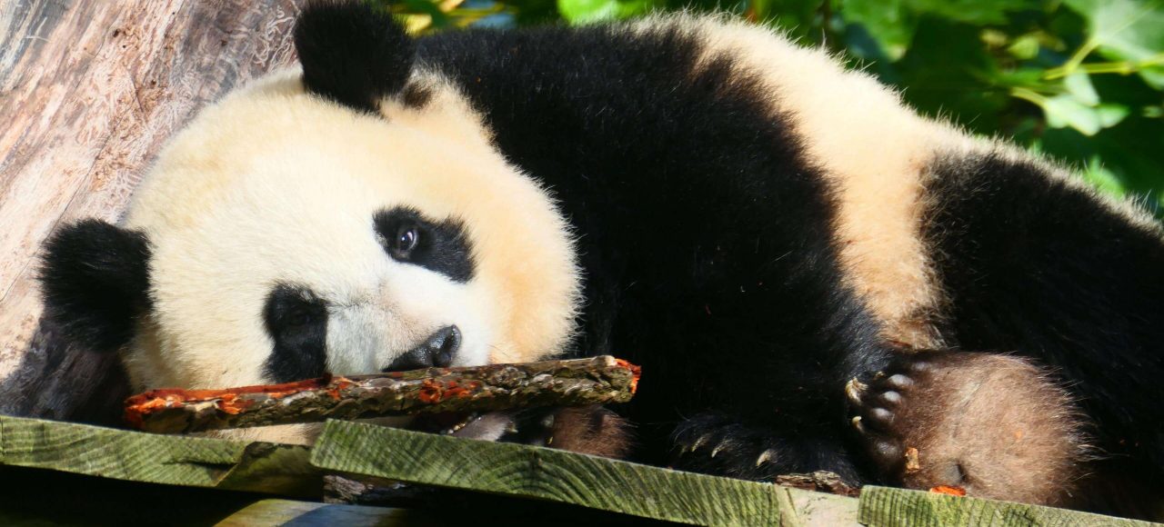 China Panda