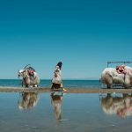 Qinghai Lake