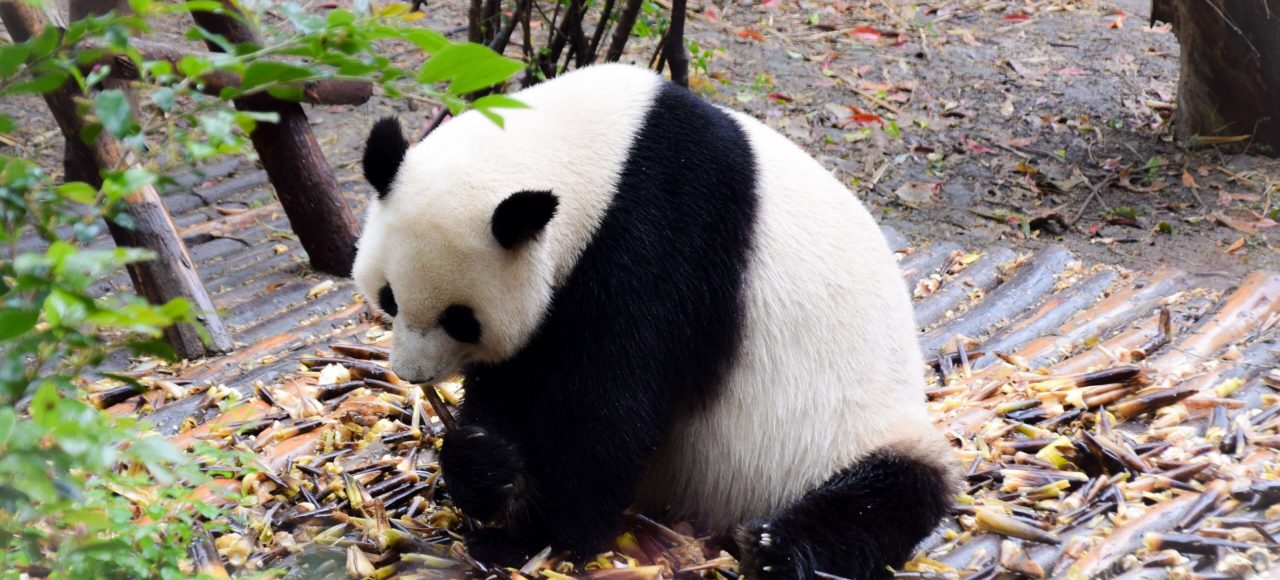 China Panda