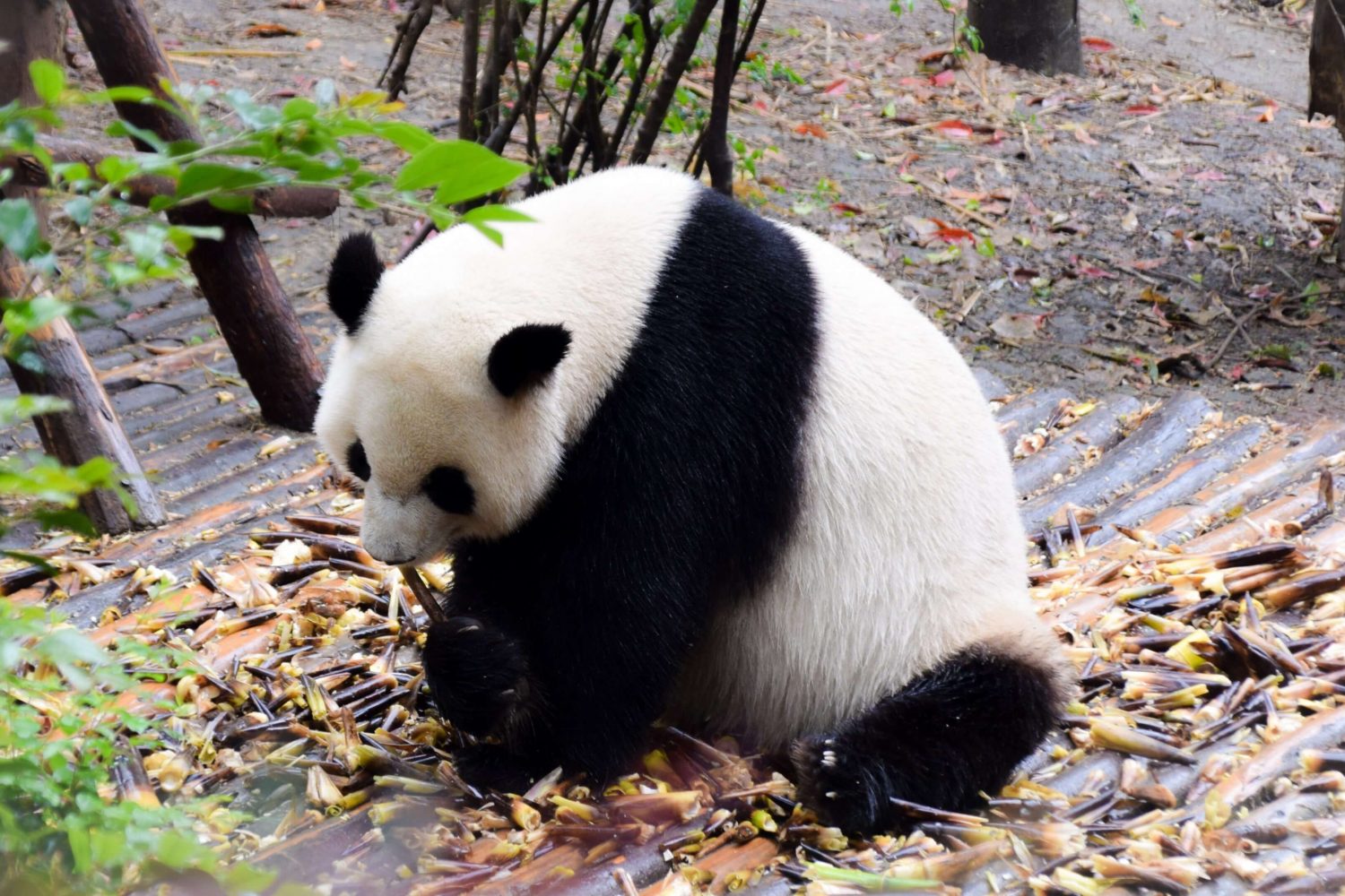 China Panda