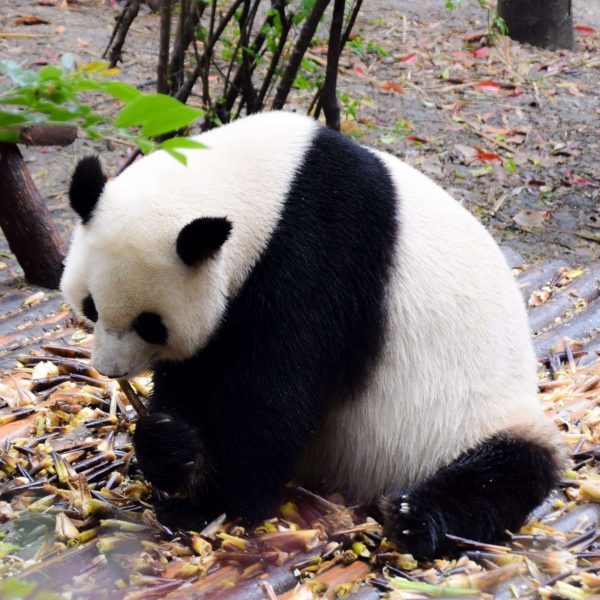 China Panda