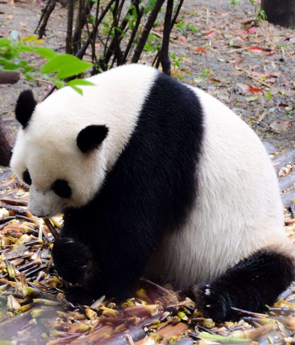 China Panda