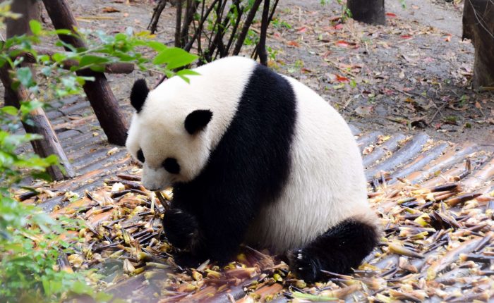 China Panda