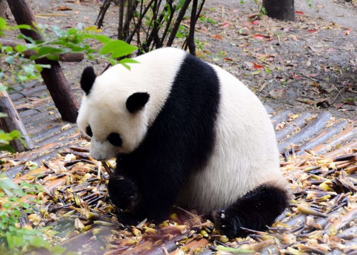 China Panda