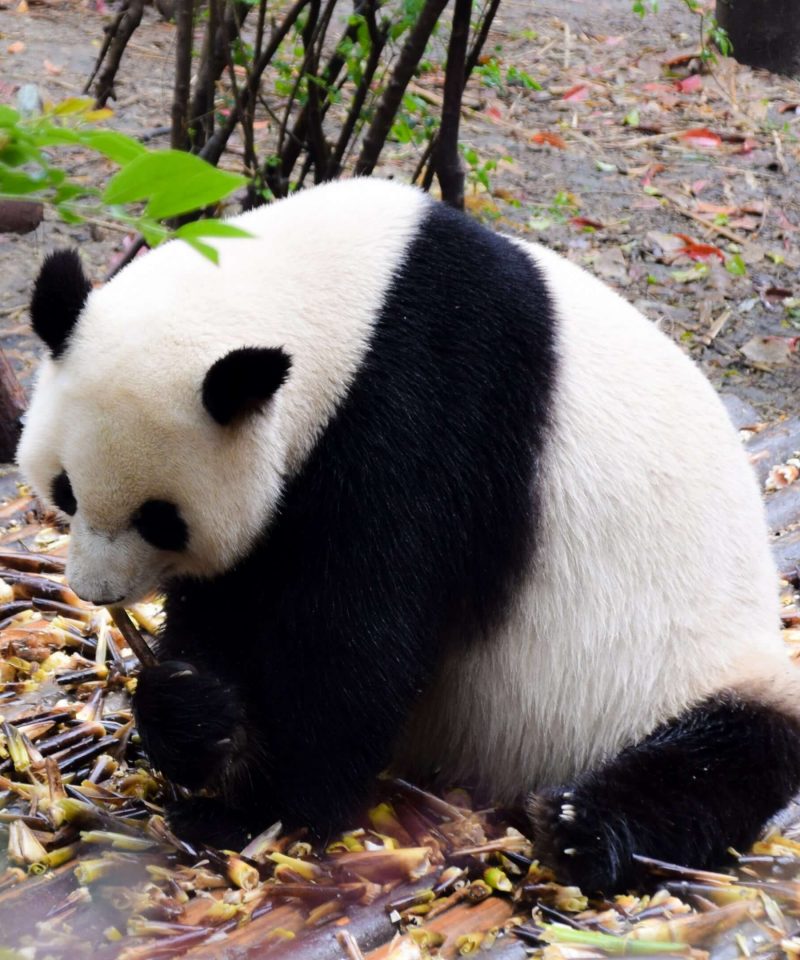 China Panda