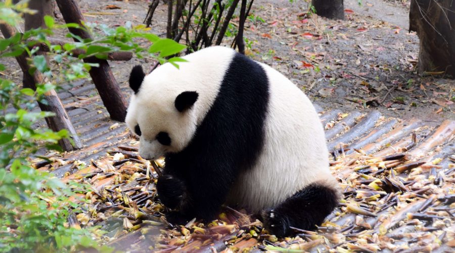 China Panda